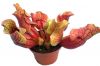 przykładowa sprzedawana roślina / exemplary plant for sale